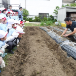 さつまいもの苗植え②