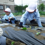 さつまいもの苗植え④