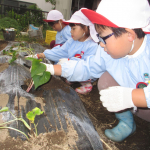 さつまいもの苗植え⑤